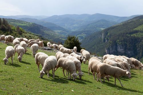Free Flock of sheep grazing in lush green pastures of rural Meyrueis, France. Stock Photo