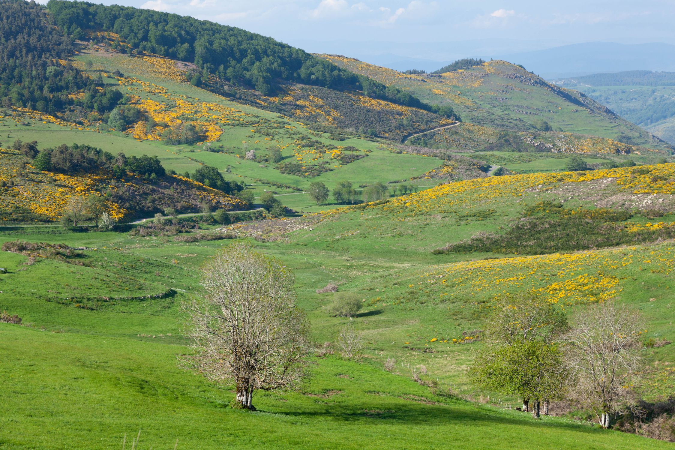 Green Tree Countryside Green Countryside Landscape · Free Stock Photo