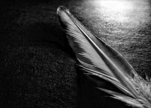 Free stock photo of black background, black wallpaper, feather
