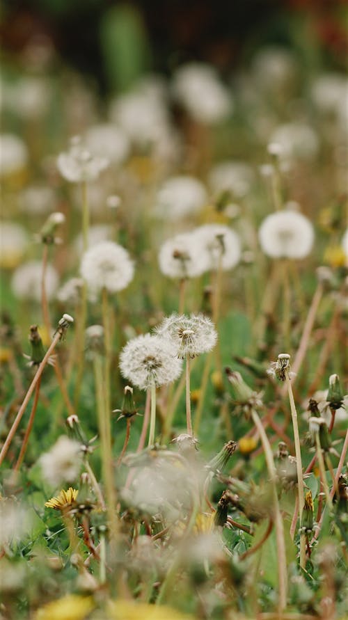 Dandelions on Meadow