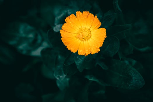 Close-up of a vibrant orange Calendula flower with dewdrops on a dark, moody background.
