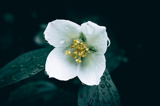 Elegant white flower with water droplets on petals, showcasing nature's beauty.