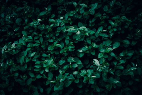 Free Close-up of dark green leaves creating a lush, textured background. Stock Photo