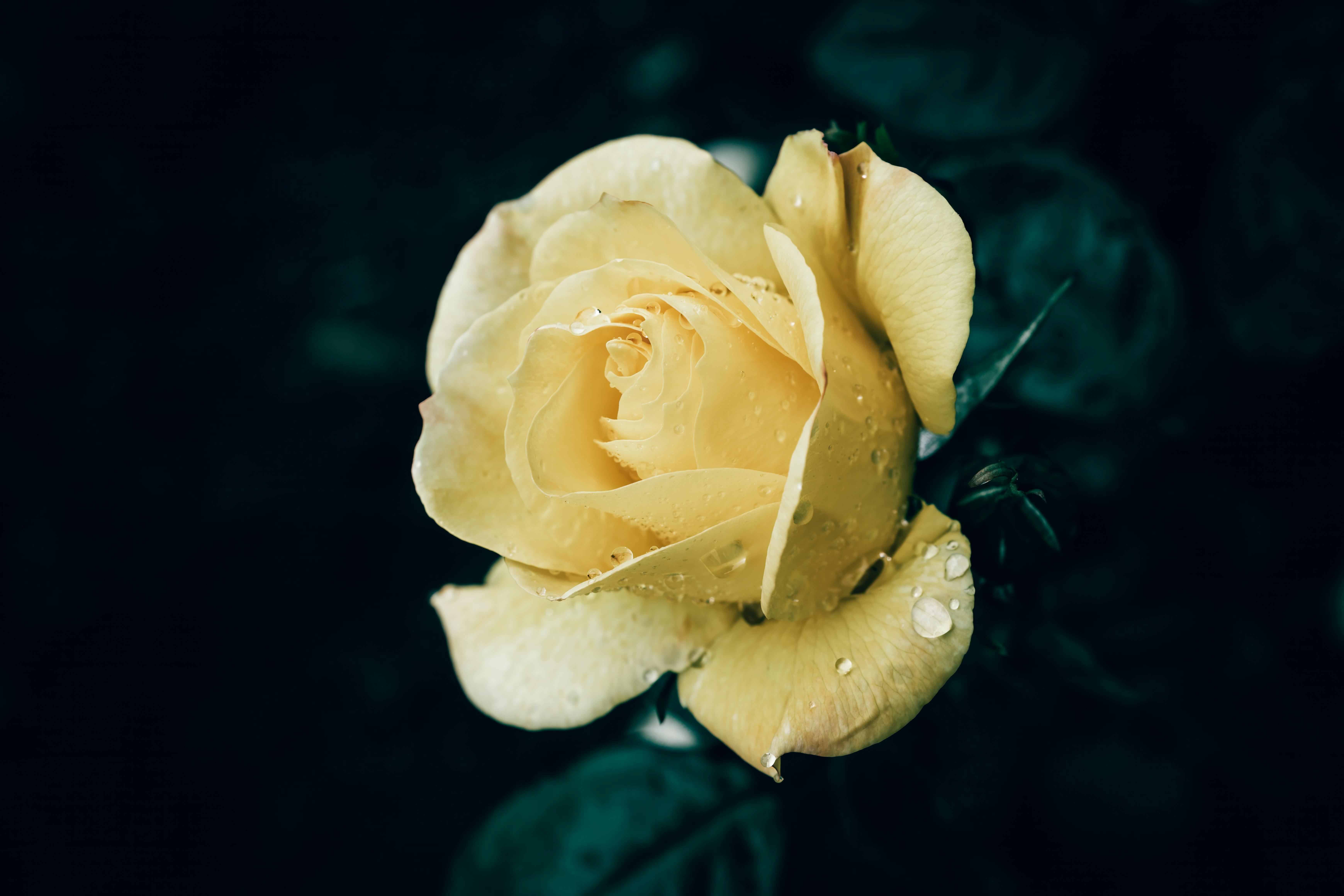 Close-up of a yellow rose with dew drops against a dark background, capturing elegance and freshness.