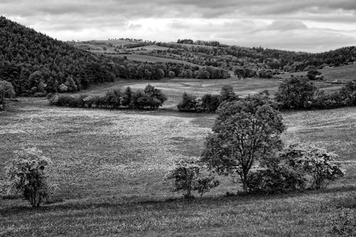 Trees in Countryside in Black and White