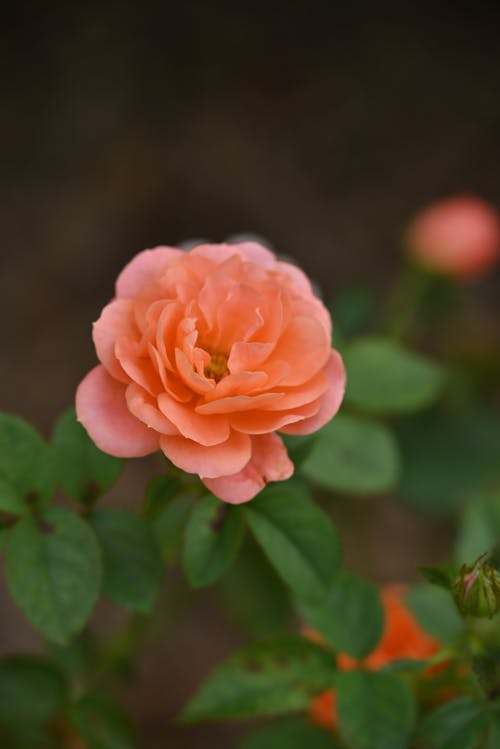 Close up of Rose