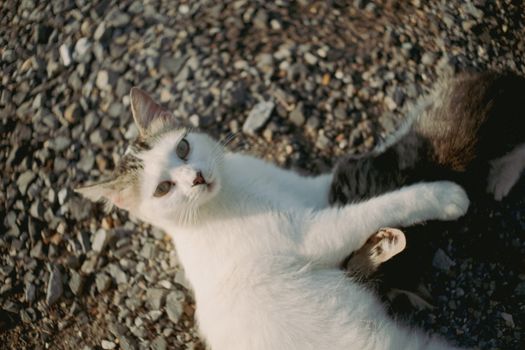 A white cat playfully lies on pebbled ground in outdoor setting, featuring vivid fur details.