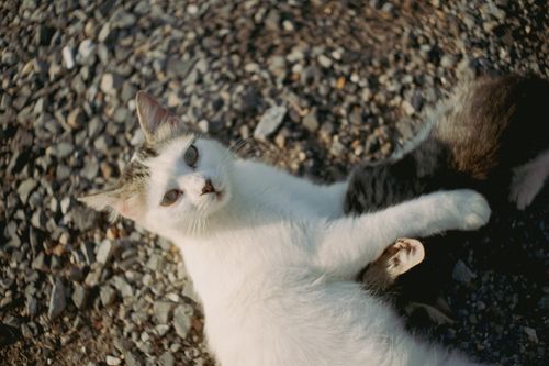 Free A white cat playfully lies on pebbled ground in outdoor setting, featuring vivid fur details. Stock Photo
