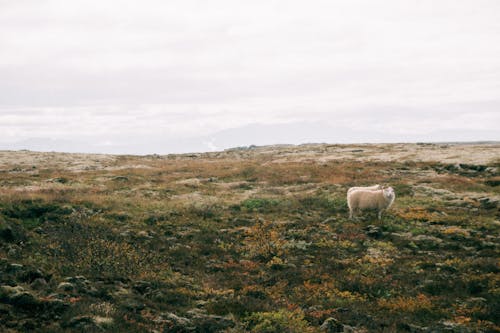 Darmowe zdjęcie z galerii z fotografia zwierzęcia, łąka, owca