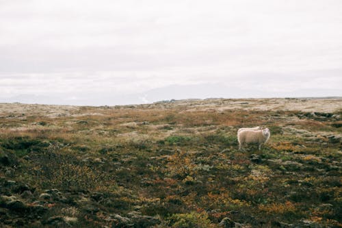 Sheep on Pasture