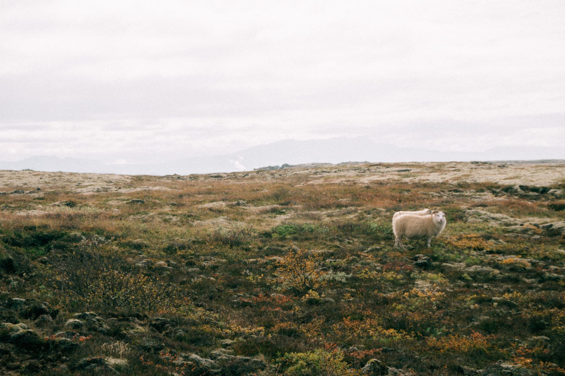 Akureyri to Myvatn: Driving the North in Autumn