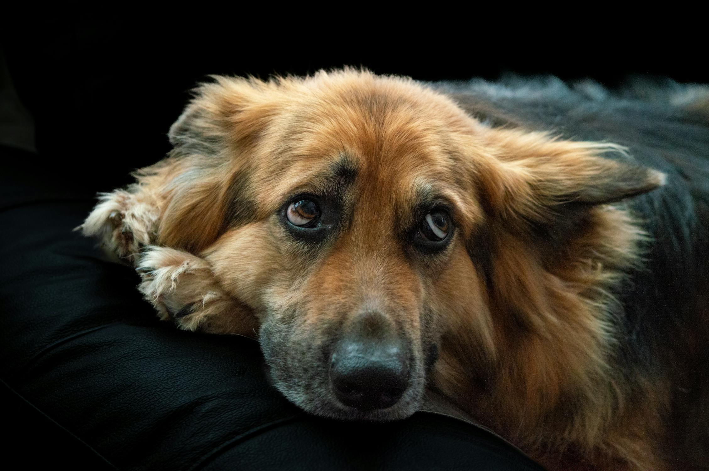 Portrait of a Brown Furry Dog