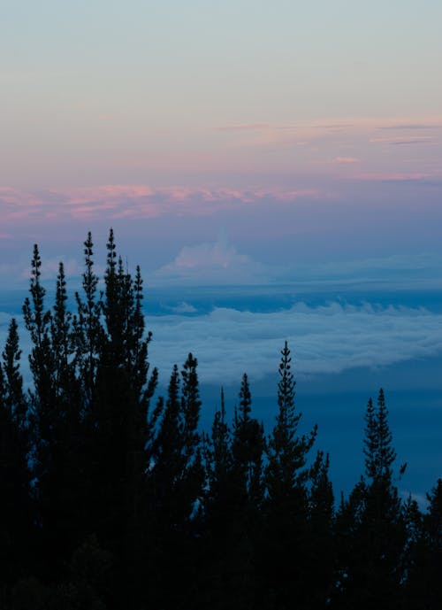 日の出, 木, 雲の無料の写真素材