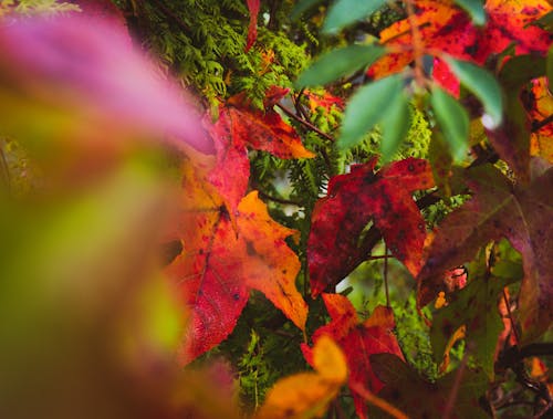 Бесплатное стоковое фото с листопад, осенние листья, осенние цвета