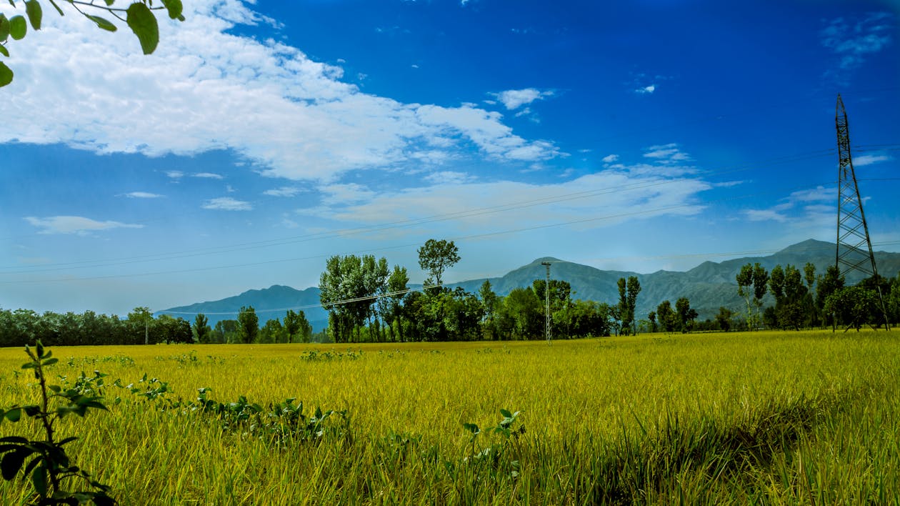 Grünes Reisfeld, Umgeben Von Bäumen Unter Klarem Blauem Himmel
