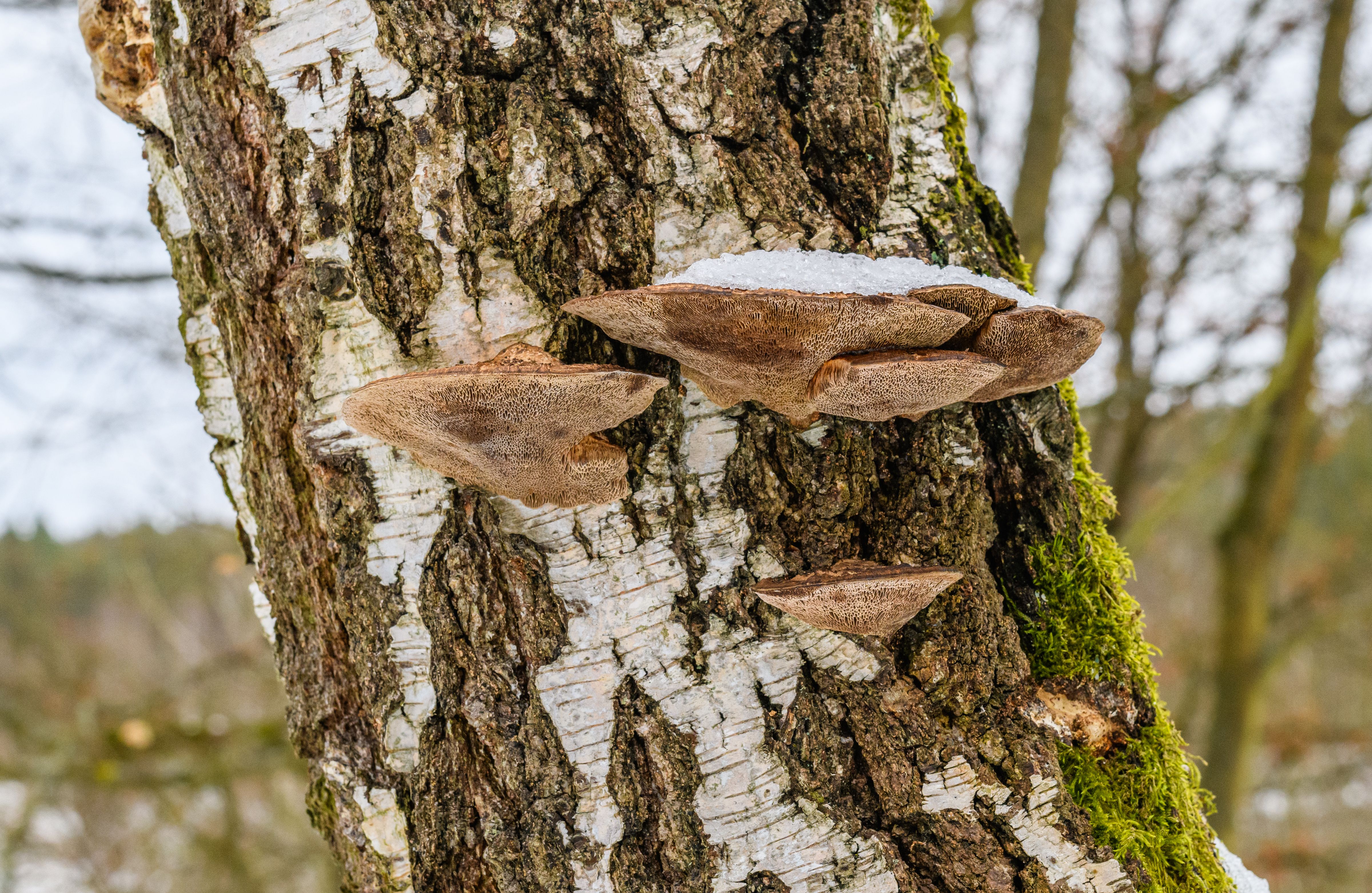 Dark chaga mushroom conk on a birch tree