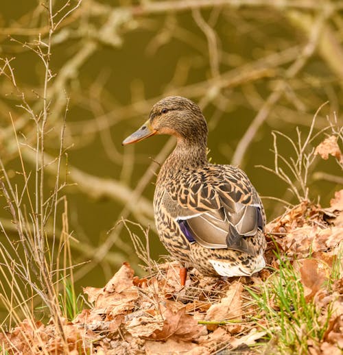 Back View of Duck