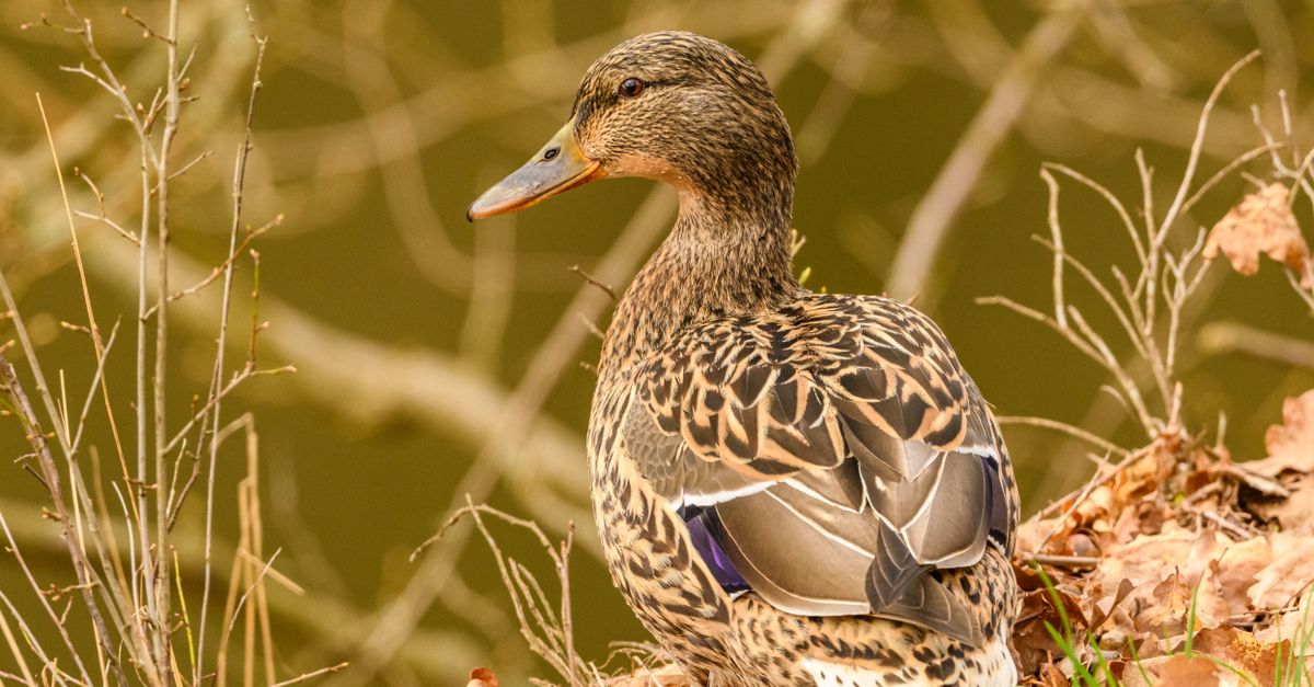 Duck Rear Back View of Duck · Free Stock Photo