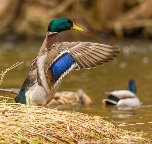 Ducks by Water