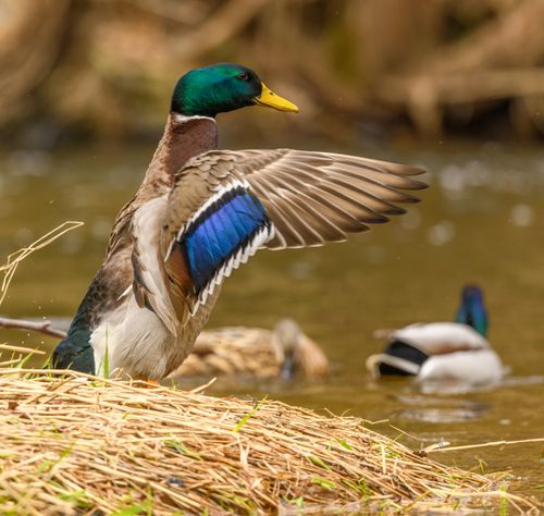Free Close-up of a colorful mallard duck spreading its wings by a pond. Stock Photo