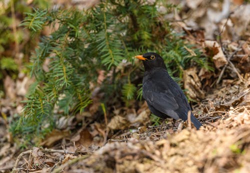 Blackbird on Ground