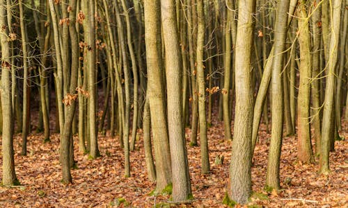 Безкоштовне стокове фото на тему «дерева, коричневий, листя» стокове фото