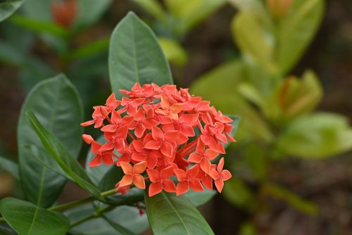 Free Close-up of a vibrant red Ixora flower cluster with lush green leaves in the background. Stock Photo