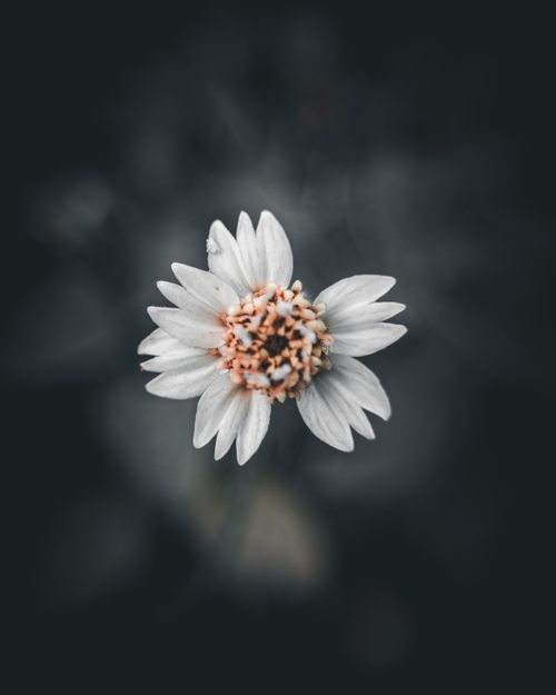 Free Beautiful close-up of a white wildflower with detailed focus on its stamens, showcasing nature's delicate beauty. Stock Photo