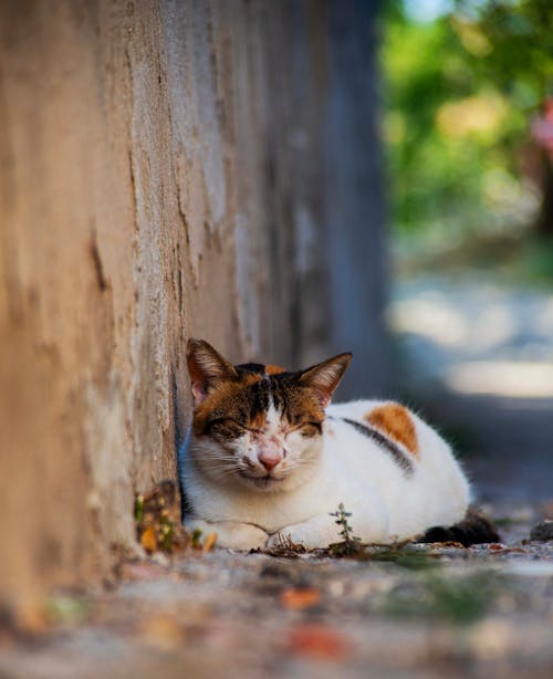 Fotos de stock gratuitas de acostado, de cerca, dormido