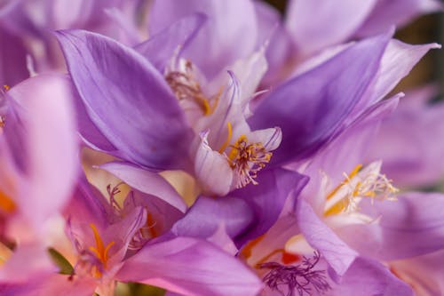 Closeup of Purple Flowers