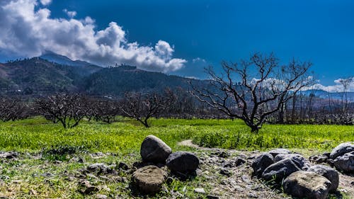 Gray Rock Near Green Grass