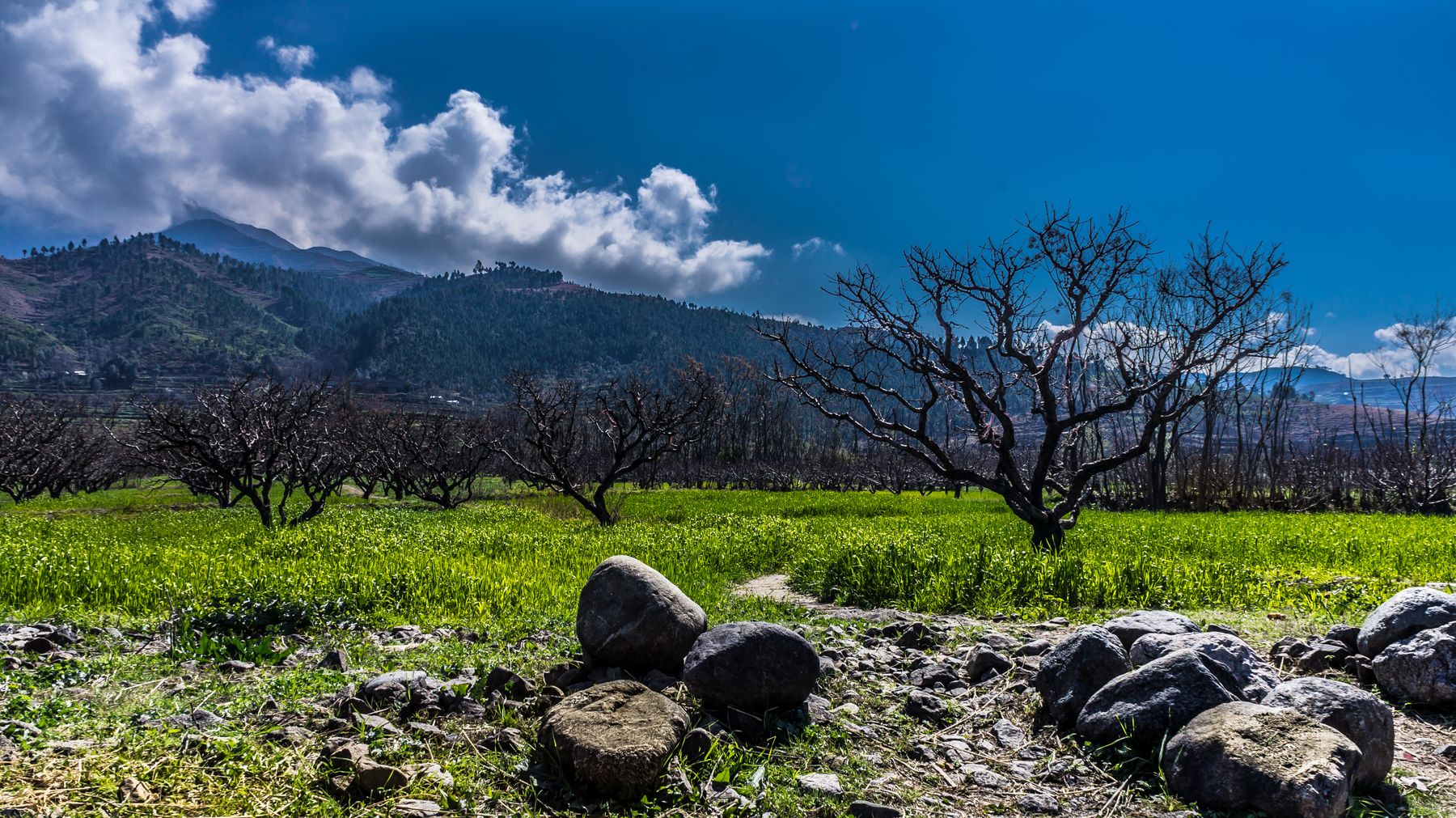 Beautiful fields and bare trees in Kalam, Pakistan, under a clear blue sky.