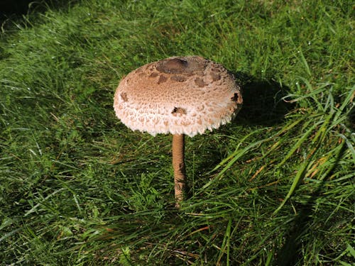 Close up of Mushroom on Ground