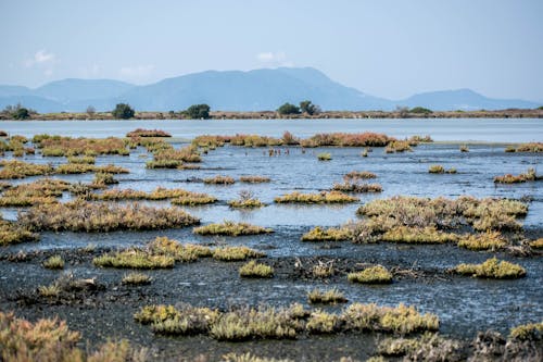 Rushes on Riverbank with River behind