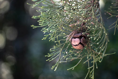 Cone among Evergreen Leaves