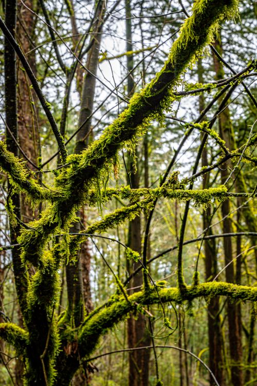 Free Vibrant moss-covered branches in a dense forest during daylight. Stock Photo