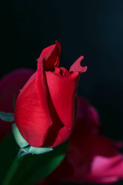 Foto d'estoc gratuïta de bellesa, brot, flor