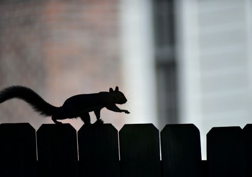 A silhouette of a squirrel walking on a fence during twilight, highlighting wildlife in urban settings.