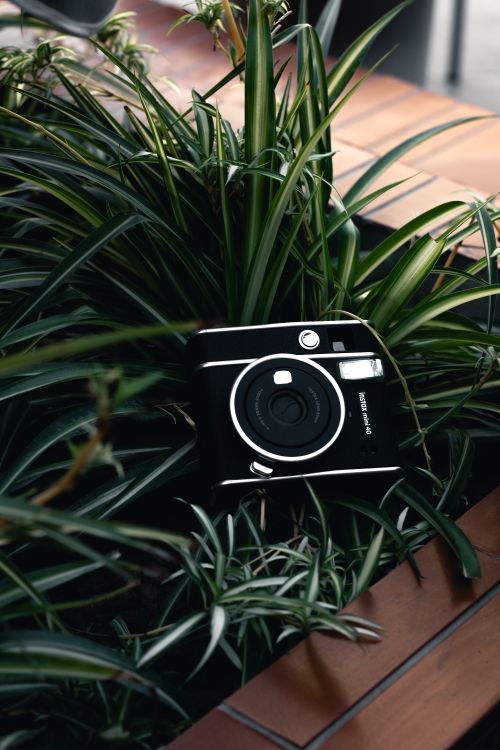 Camera on Potted Plant · Free Stock Photo