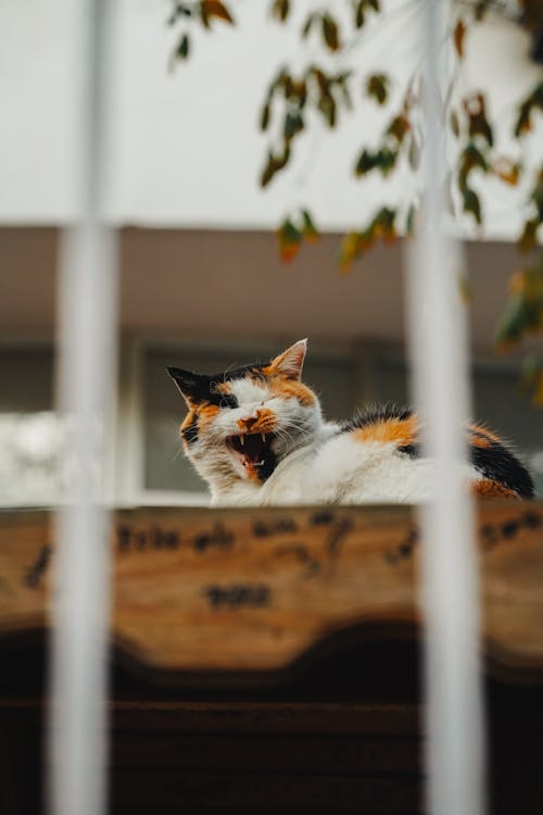 Základová fotografie zdarma na téma domácí mazlíček, kočka, plot
