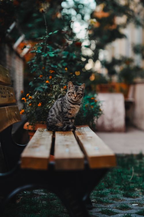 Free A charming tabby cat sitting on a wooden bench in a garden in Ankara, Türkiye. Stock Photo
