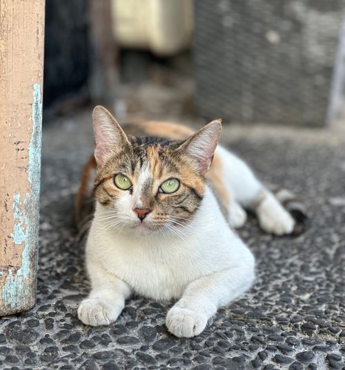 Free Kitty Stock Photo