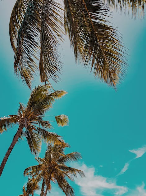 Low Angle Photo of Palm Trees during Daytime · Free Stock Photo