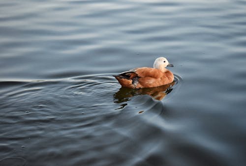 Duck Floating on Lake