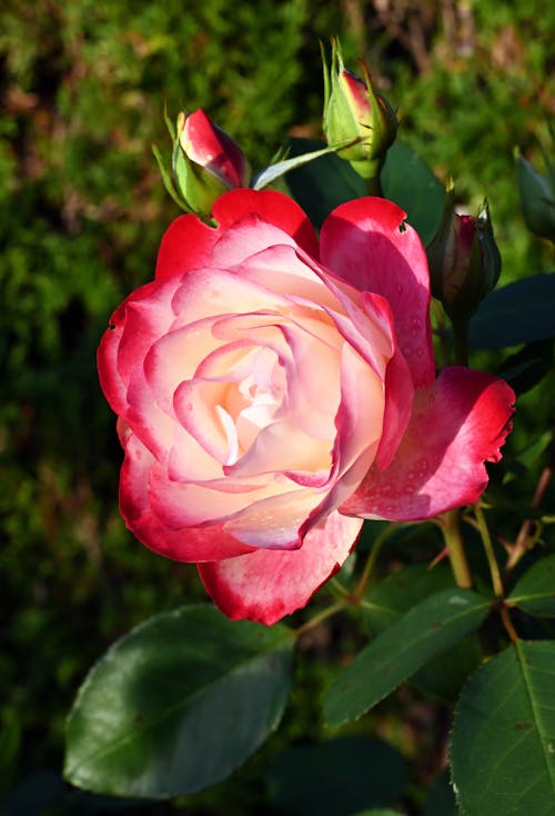 Beautiful Blooming Rose