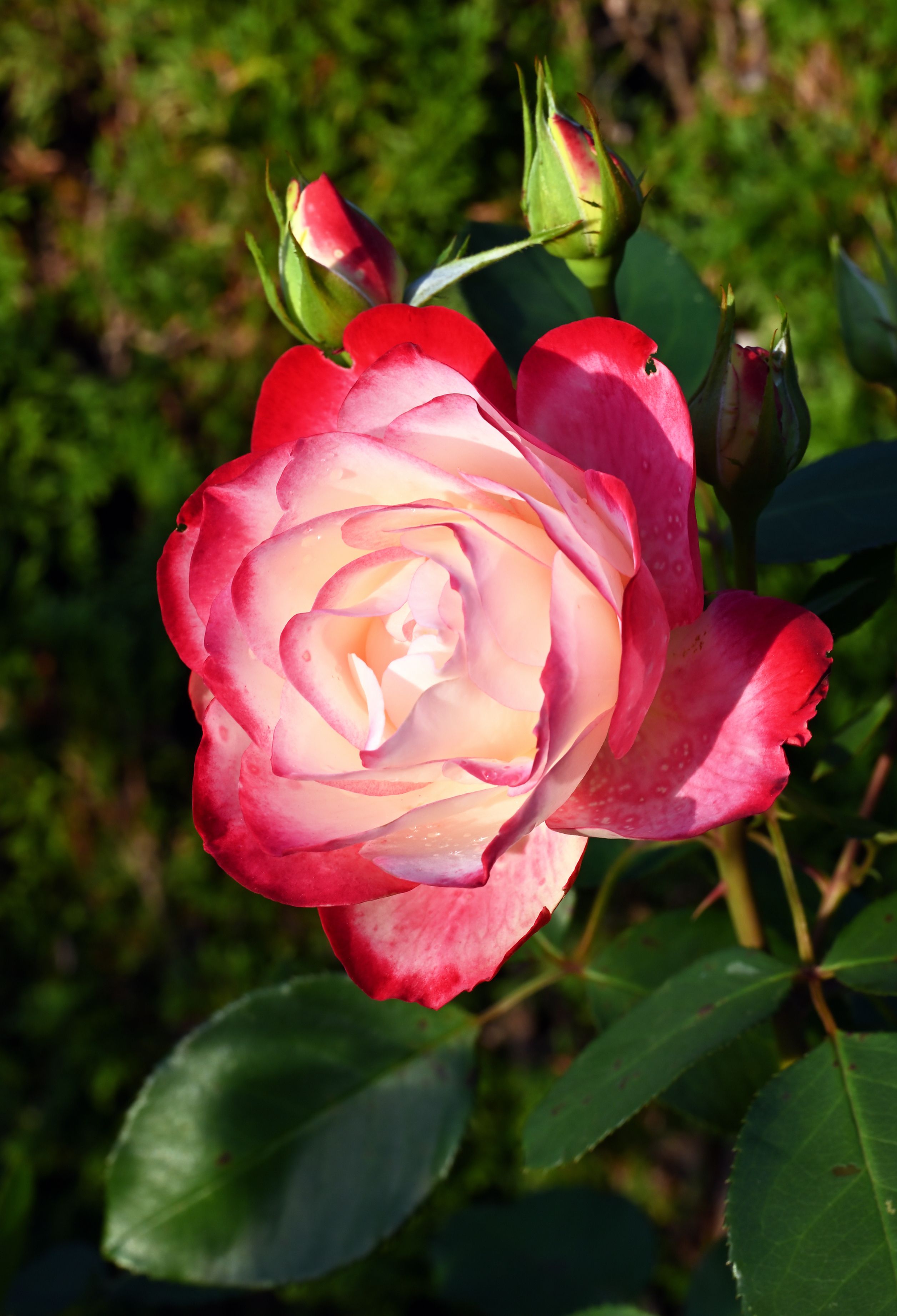 Beautiful Blooming Rose · Free Stock Photo