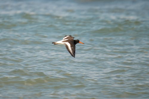 Close-up of an Oystercatcher Flying above Water 