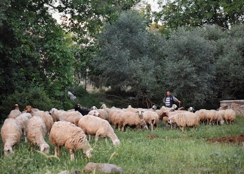 Základová fotografie zdarma na téma hospodářská zvířata, léto, muž