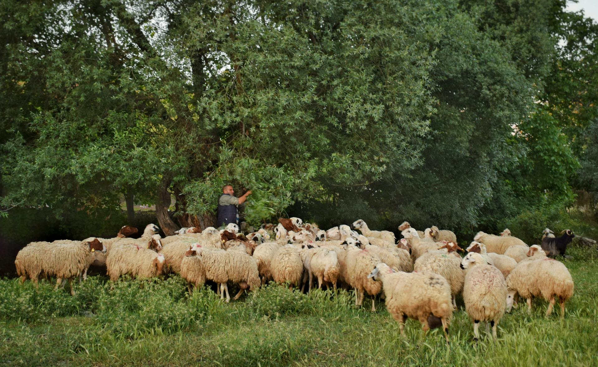 Shepherd Watching a Flock of Sheep in the Pasture