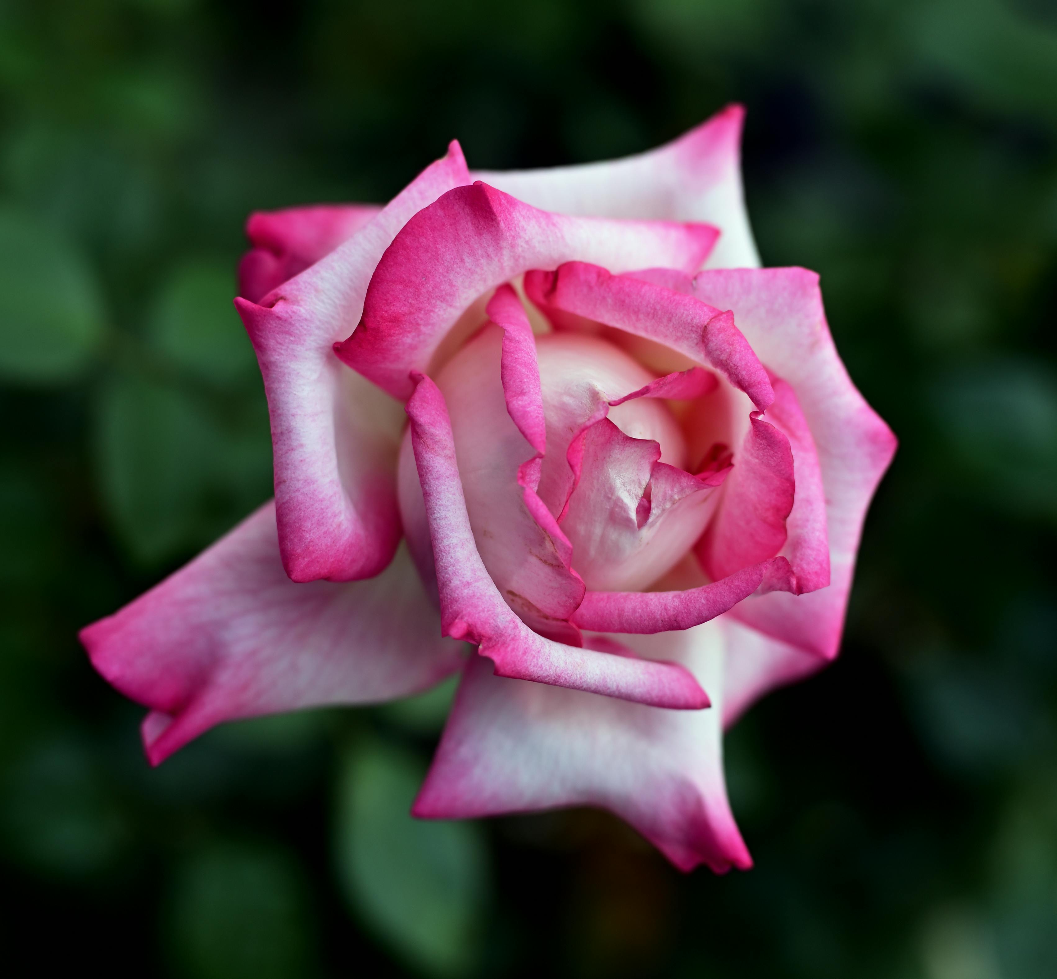 A pink rose petal – License Images – 929964 ❘ StockFood